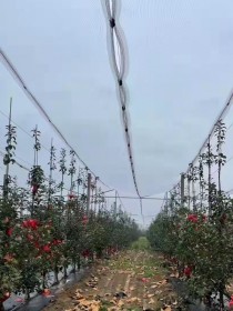 大连果园防雹网